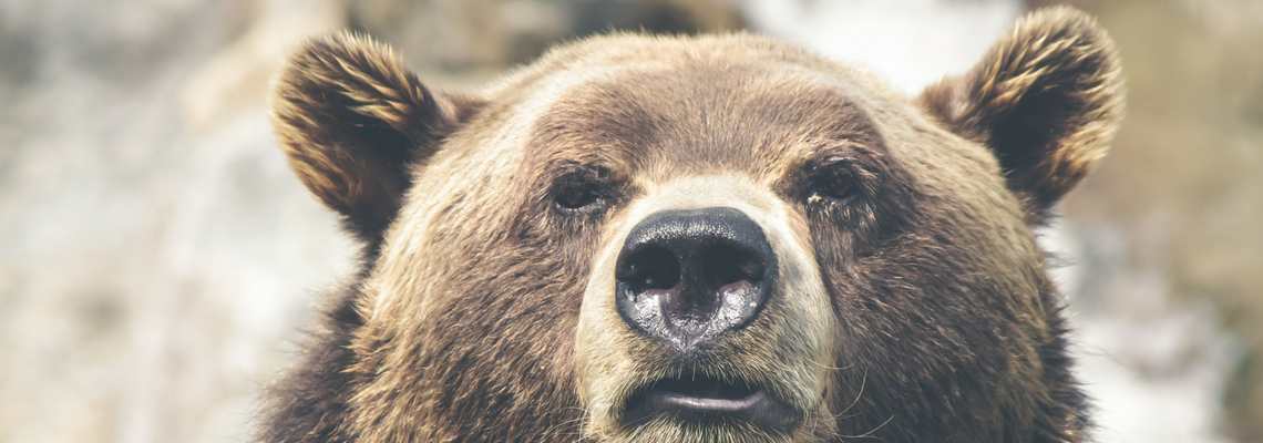 Bear Pillar Page Placeholder.png
